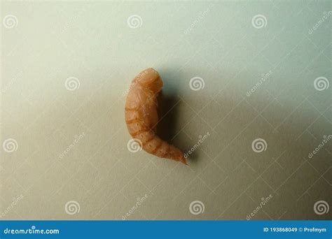 Mealworm - Superworm | Pupa - Stages of the Meal Worm - the Life Cycle ...