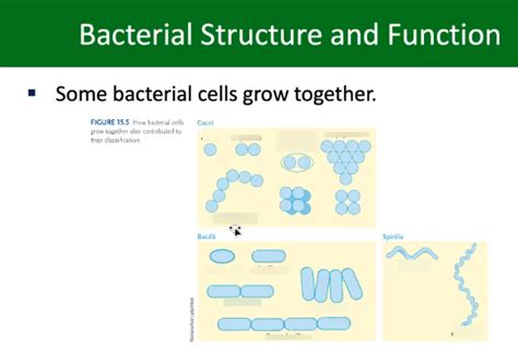 Biology Midterm Review Bacteria Shapes Diagram Diagram Quizlet