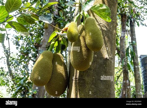 This Fruit Is Scientific Name Is Artocarpus Heterophyllus Jackfruit