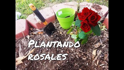 Consejos Para Plantar Rosales YouTube