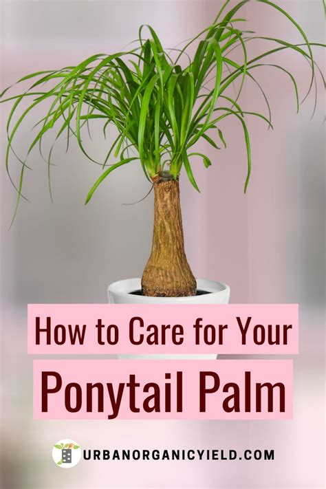 Transplanting and Repotting a Ponytail Palm Plant | Palm tree plant ...