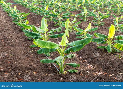 Cultivo Del Plátano En El Suelo Foto de archivo Imagen de india