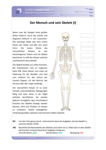 Arbeitsblatt Der Mensch Und Sein Skelett Lehrermaterial De