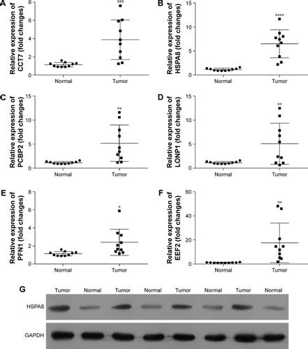 Full Article Identification Of Hspa8 As A Candidate Biomarker For