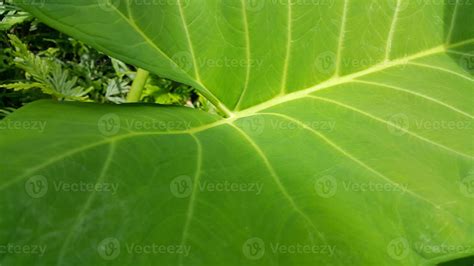 Very fresh taro leaf texture background 10852728 Stock Photo at Vecteezy