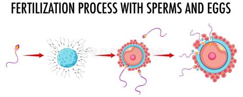 Diagrama Que Mostra O Processo De Fertilização Com Esperma E Ovos