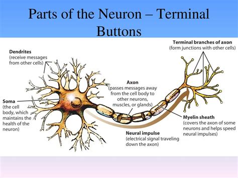 Terminal Buttons