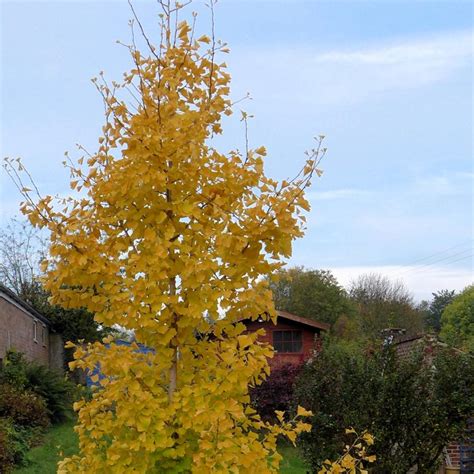 Ginkgo Biloba Fastigiata Gold Flame Le Plus étroit Et Fastigié Des