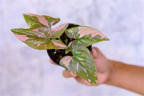 Syngonium Pink Splash Care Guide Just Houseplants