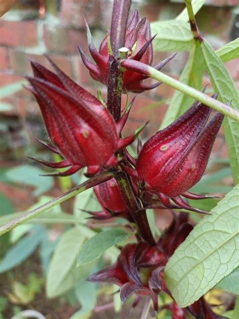 Roselle Rosella Seeds Furniture Home Living Gardening Plants