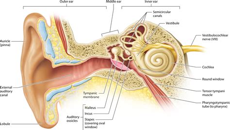 Module 15 6 Anatomy Of The Ear Human Anatomy And Physiology Human Anatomy And Physiology