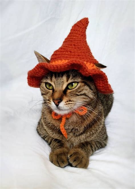 Witch Hat for Cat Witch Pet Costume Halloween Witch Kitten | Etsy