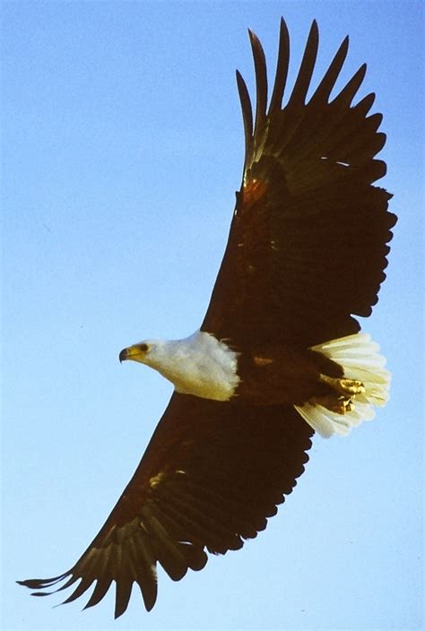 African Fish Eagle Clip Art Library