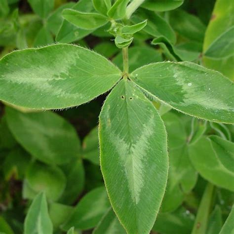 arrowleaf clover agt foods africa  producers   world