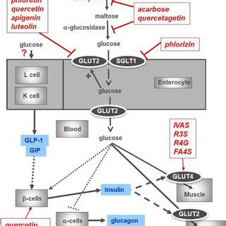 Diagrammatic Representation Of The Pathways Involved In Glucose