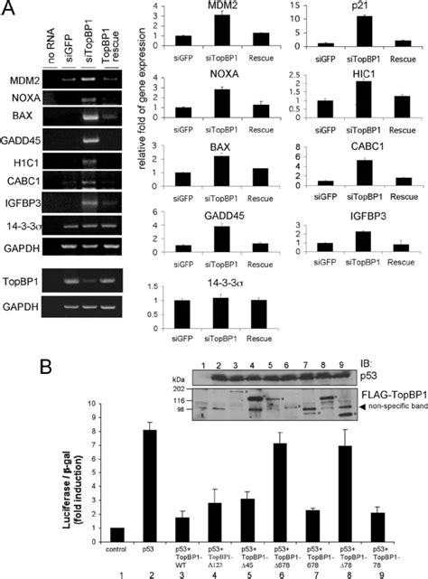 A physiological role of TopBP1 in the control of endogenous p53 target ... 