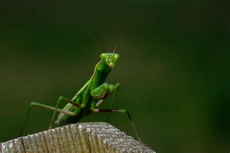 A Close Up Of A Grasshopper On A Piece Of Wood