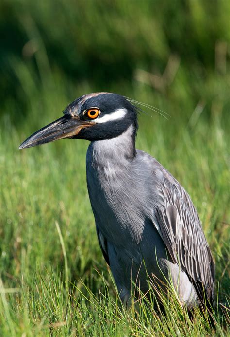Yellow-crowned Night-herons – The Post Newspaper