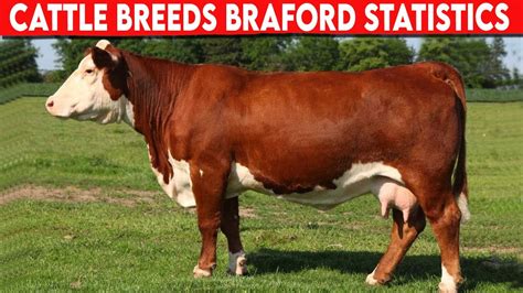 ⭕ Cattle Breeds Braford Statistics Braford Cattle Bulls Youtube