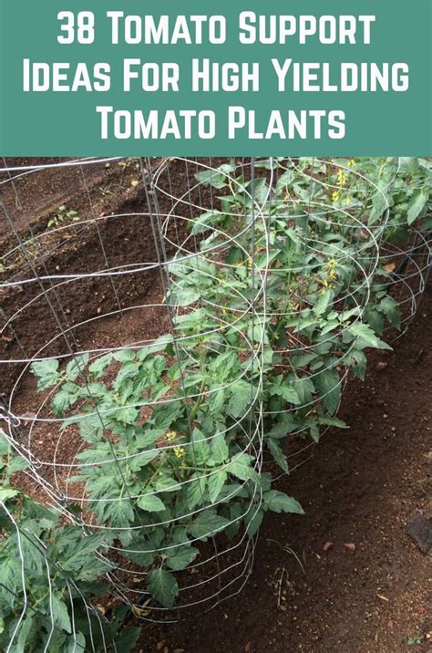 38 Tomato Support Ideas For High Yielding Tomato Plants | Tomato plants ...