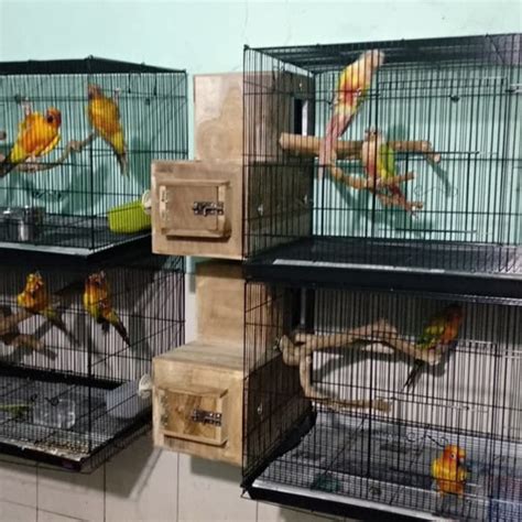 Jual Kandang Ternak Parrot Fullset Glodok Sun Conure IRN Monk Hans Falk