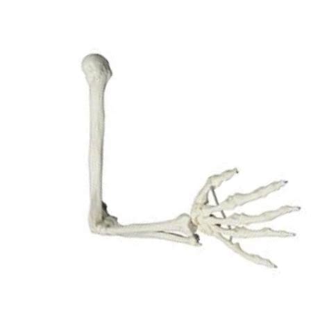 Upper Limb Bone Model - Eduscience Video Gallery