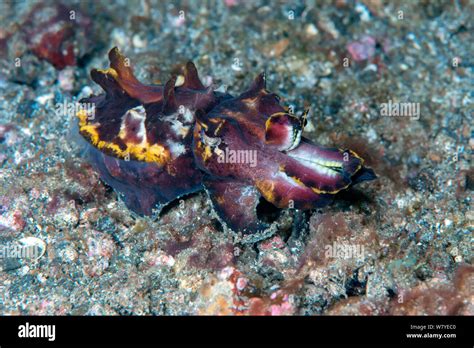 Flamboyant Cuttlefish Metasepia Pfefferi Walking On Sea Floor With