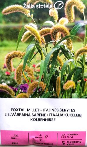 Foxtail Millet Grass Seeds Irish Plants Direct