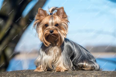 Breeds Of Dogs That Get Along W Yorkies