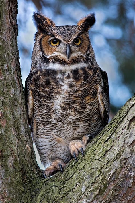 Great Horned Owl Photograph By Dale Kincaid