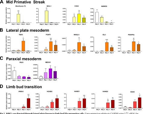 Figure 2 From Directed Differentiation Of HPSCs Through A Simplified