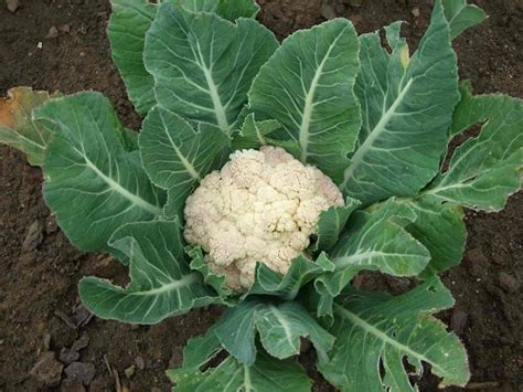 Cauliflower Crop Farming Guide Planting Growing And Harvesting