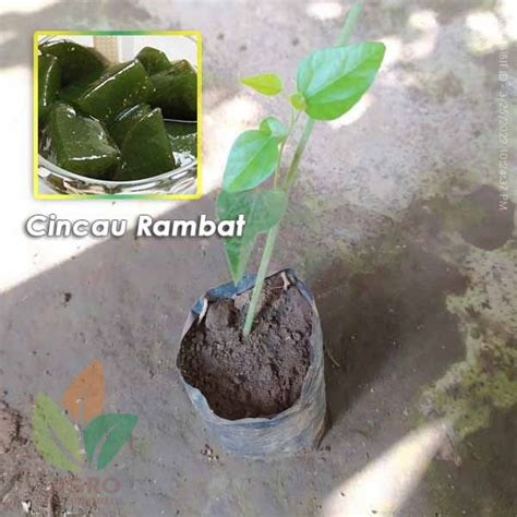 Jual Bibit Cincau Hijau Rambat Agro Bibit ID