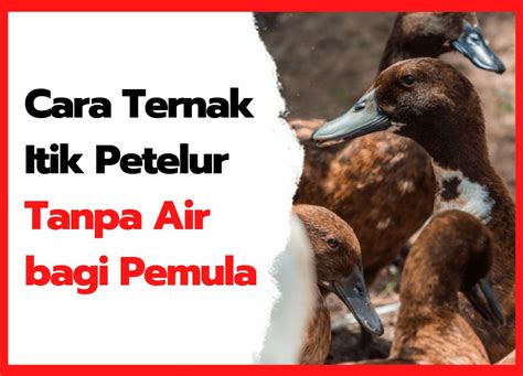 Begini Cara Ternak Bebek Petelur Tanpa Air Yang Menguntungkan