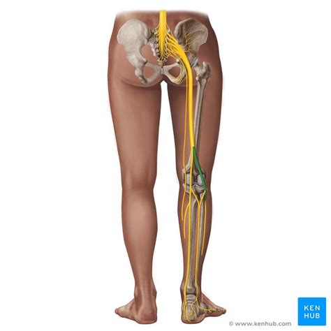 Common Peroneal Nerve - Physiopedia