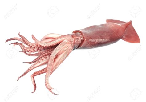 Squid PNG Images Transparent Free Download