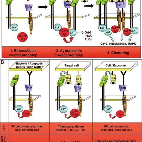 Pdf Cd And Cd An Inside Out Coreceptor Model For Innate Immune Cells