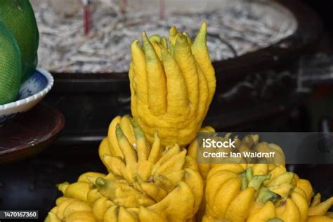 Buddhas Hand Fruit Offering In Buddhist Temple Stock Photo Download