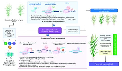 Gene Editing Strategies For Improving Nutrient Use Efficiency Ntue