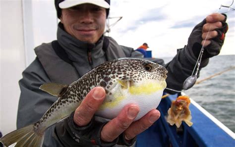 ショウサイフグ釣り／今からできるカットウ釣り入門