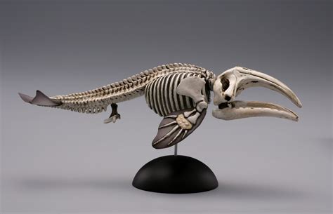 Kaiyodo Aqua Tales Semi Whale Skeleton Approximately 120 mm Polysto From japan | eBay