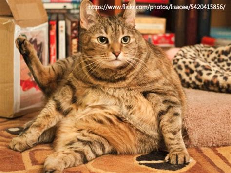 看卡通學英文佩佩豬好熱的一天 Peppa Pig Very Hot Day