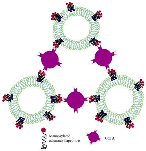 Molecules | Free Full-Text | Adamantane in Drug Delivery Systems and Surface Recognition