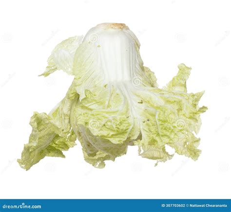 Chinese Cabbage Fly In Mid Air Green Fresh Vegetable Chinese Cabbage Falling Leaf Organic