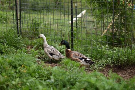 Welsh Harlequin Duck: An Endangered, Dual Purpose Breed