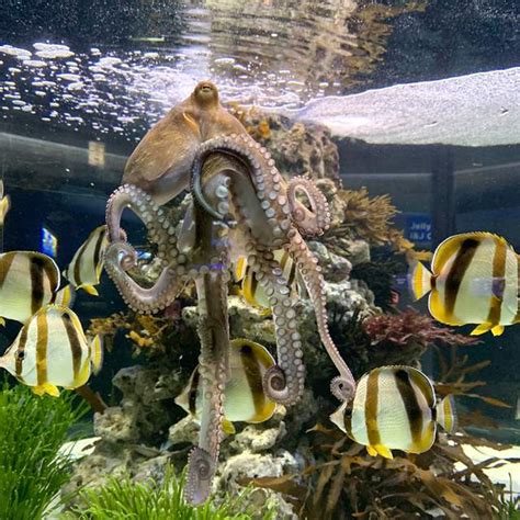 Two Oceans Aquarium | Octopuses