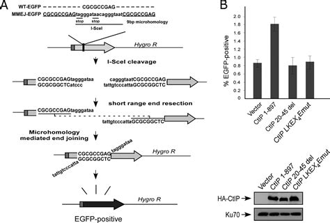 Ctip Protein Dimerization Is Critical For Its Recruitment To