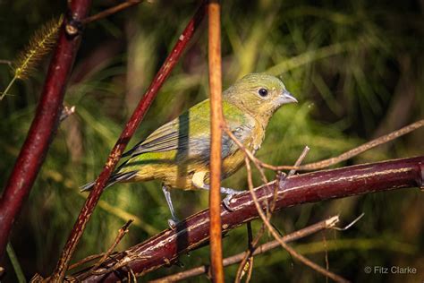 Painted Bunting Passerina Ciris Painted Bunting Pass Flickr