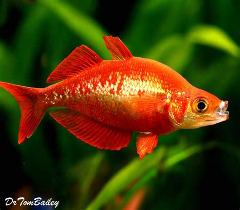 Premium Irian Red Rainbowfish 2 To 25 Long