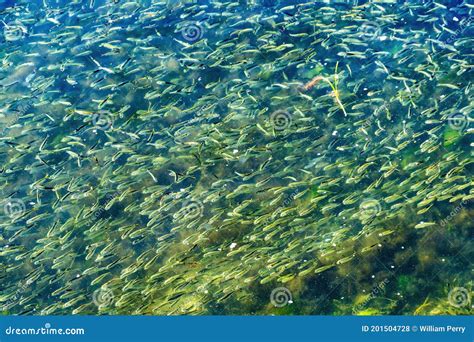 Menhaden Pogy Fish Swarm Padanaram Harbor Dartmouth Massachusetts Stock Photo - Image of green ...